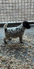 Lagotto Romagnolo
