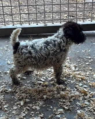 Lagotto Romagnolo