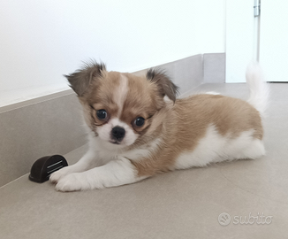 Femmina chihuahua pelo lungo