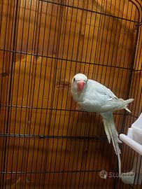 Parrocchetto dal collare