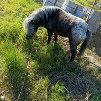 Tony falla bella a palloso