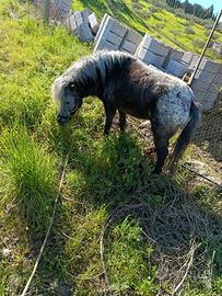 Tony falla bella a palloso