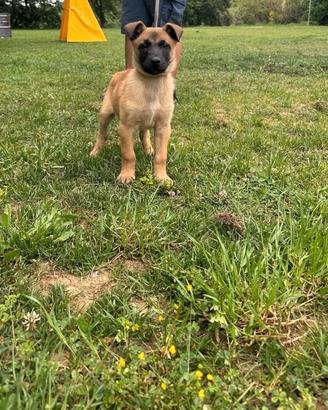 Malinois