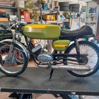 cimatti kaiman 50 sport