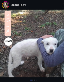 Regalasi cuccioli di cane taglia media