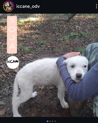 Regalasi cuccioli di cane taglia media