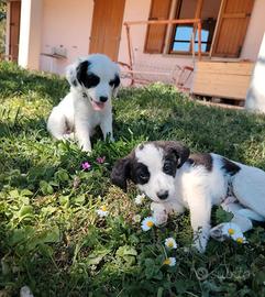 Cuccioli due mesi maschi
