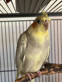 Pappagalli: Calopsitte femmine