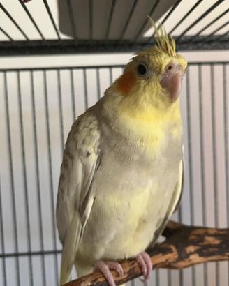 Pappagalli: Calopsitte femmine