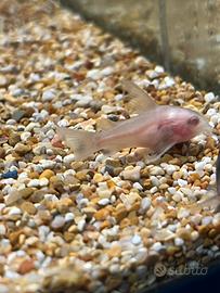 Corydoras aeneus