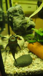 pesci " pulitori" acquario 