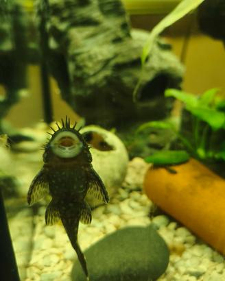 pesci " pulitori" acquario 