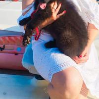 Cucciola Pastore Belga Groenendael