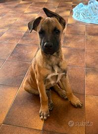Cucciolo cane