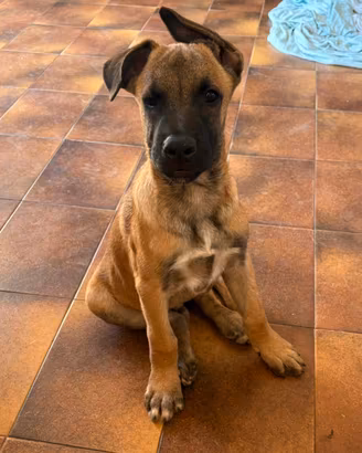Cucciolo cane