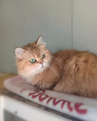 Gatta British longhair
