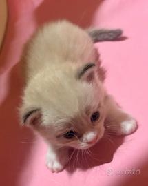 Ragdoll cuccioli disponibili maschi
