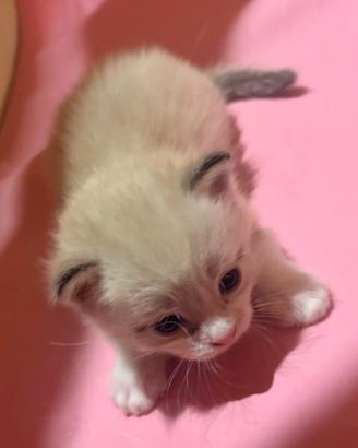 Ragdoll cuccioli disponibili maschi