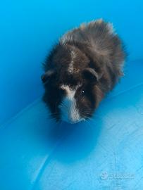 Cavia porcellino d india