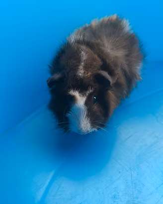 Cavia porcellino d india