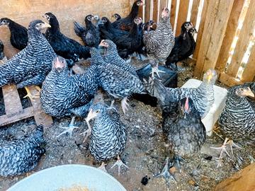 galline ornamentali 