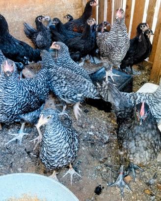 galline ornamentali 