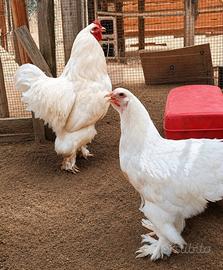Galline, Galletti, Gallo e pulcini di razza