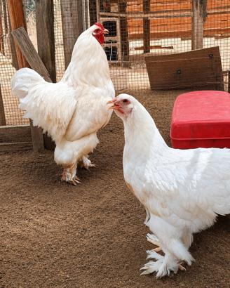 Galline, Galletti, Gallo e pulcini di razza