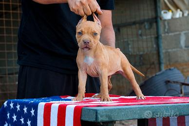 Pitbull UKC femmina