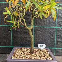 Bonsai di Quercia Phellos ( Quercus Phellos ) 310