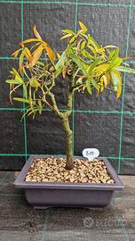 Bonsai di Quercia Phellos ( Quercus Phellos ) 310