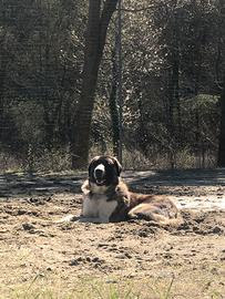 Pastore dell'asia centrale/alabai