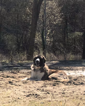 Pastore dell'asia cnetrale/alabai