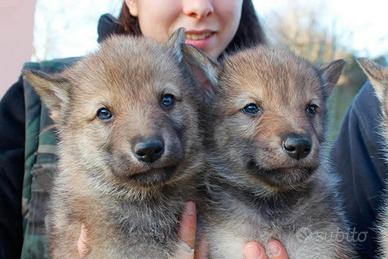 Cuccioli cane lupo cecoslovacco