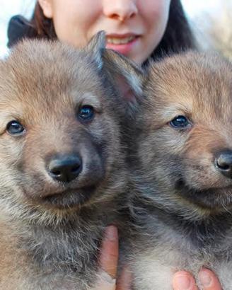 Cuccioli cane lupo cecoslovacco