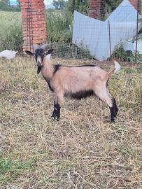 Capretto camosciato