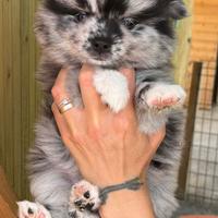 Mini husky Merlè