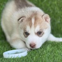 Husky