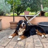 Bovaro del Bernese maschio per accoppiamento