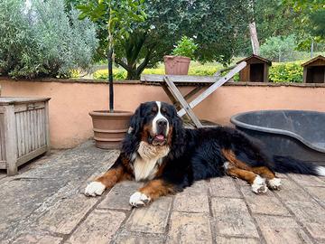 Bovaro del Bernese maschio per accoppiamento