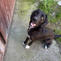 Cane incrocio Border Collie