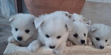 Cuccioli di Volpino Italiano