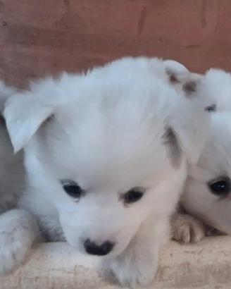 Cuccioli di Volpino Italiano