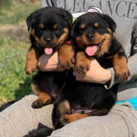 Rottweiler