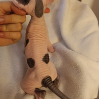 Cuccioli di Sphynx