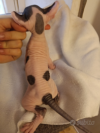 Cuccioli di Sphynx