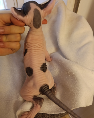 Cuccioli di Sphynx