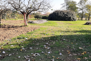 Terreno agricolo uso orto