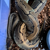 Pitone reale femmina adulta