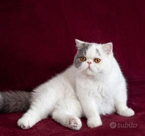 Gattini exotic shorthair pelo corto- Pedigree